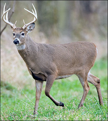 deer season picture